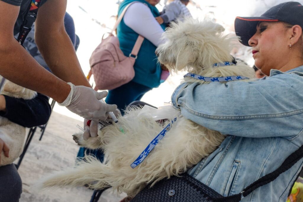 1697146159 GOBIERNOS DE CHIMALHUACAN Y EDOMEX REALIZAN JORNADA DE ESTERILIZACION CANINA