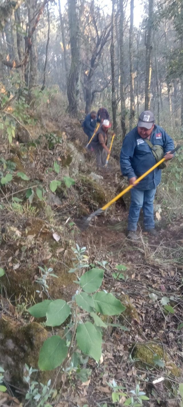 1710122252 702 Hoy la brigada forestal de la Direccion de Medio Ambiente