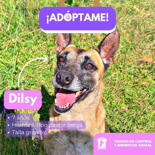 1710410350 MiercolesDeAdopcion Dilsy es una perrita muy amorosa le encantan