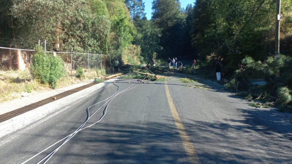 Debido a la caida de un arbol sobre una linea scaled