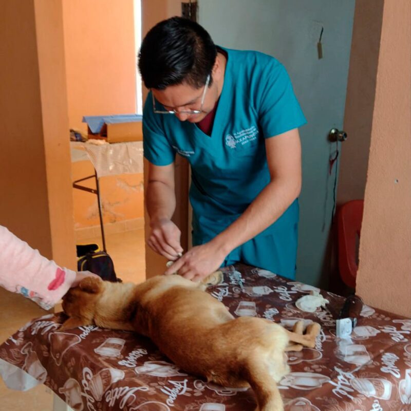 1714822296 Se realizaron jornadas de Esterilizacion en las siguientes comunidades Jaltepe