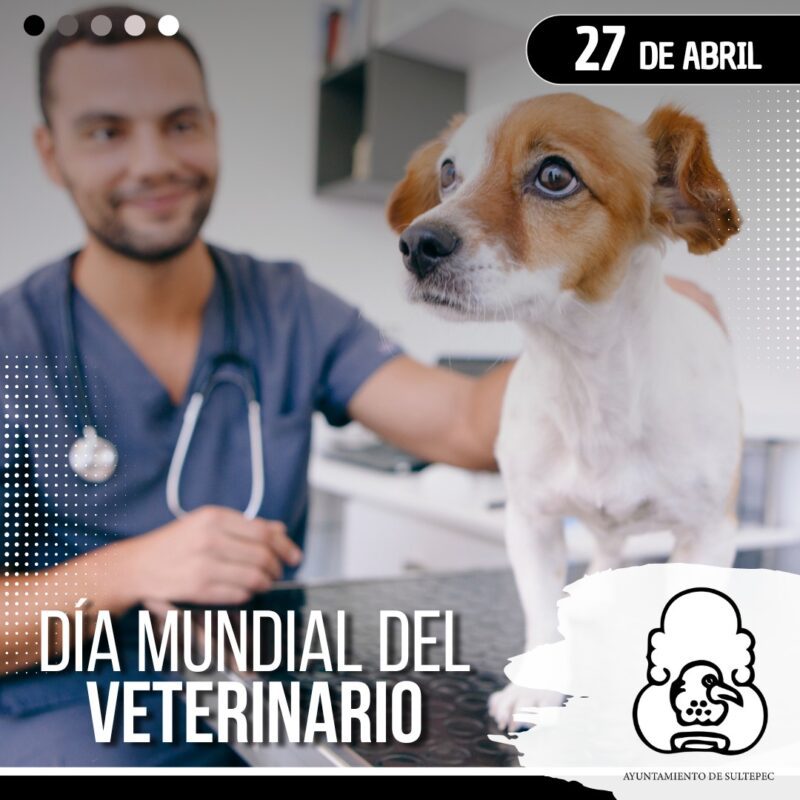 1714898344 Hoy es el Dia Mundial del Veterinario una oportunidad para