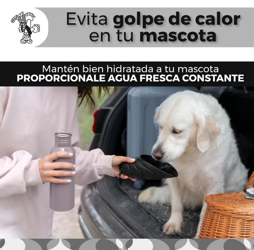 1715128005 En esta temporada de calor evita un GolpeDeCalor en tu