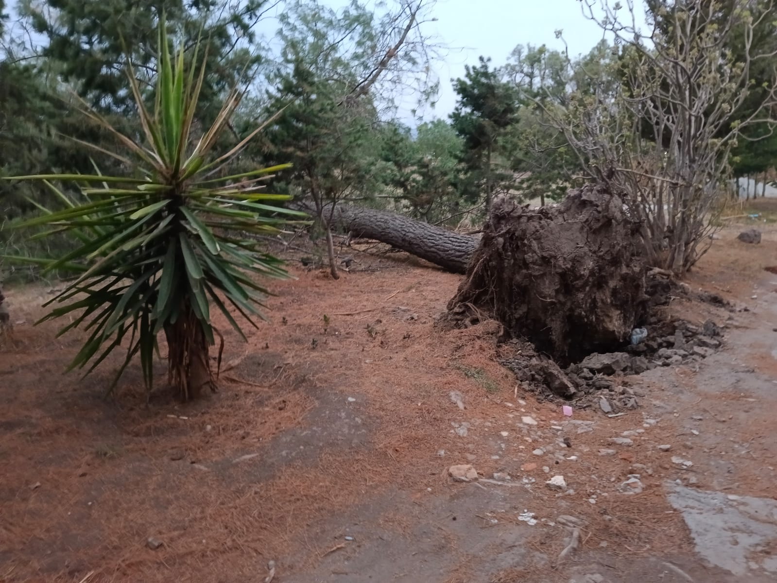 1715277528 530 Vecino de Teotihuacan toma las debidas precauciones