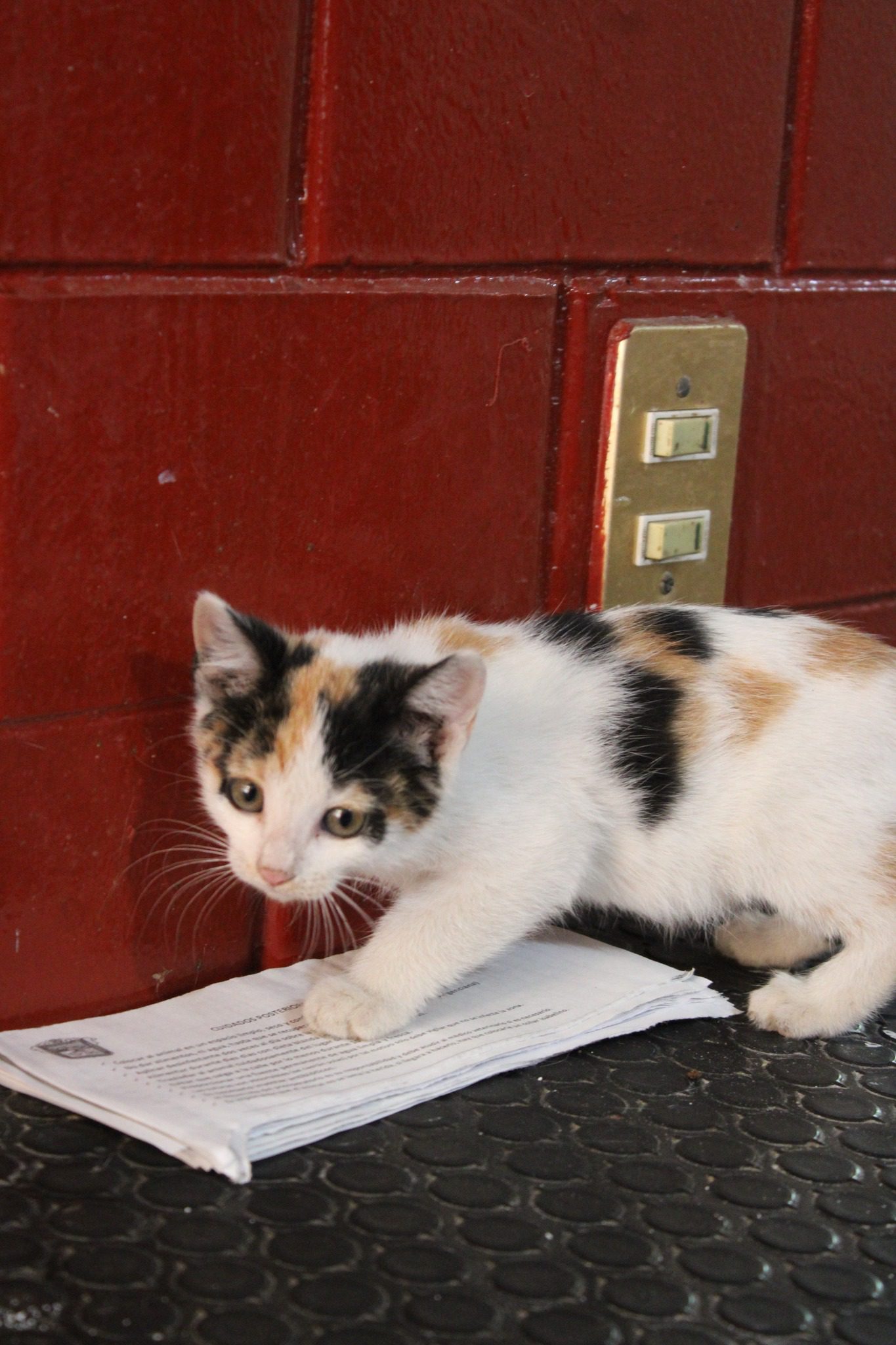 1715438910 563 ¡¡Estas hermosas criaturas estan en busca de una familia amorosa