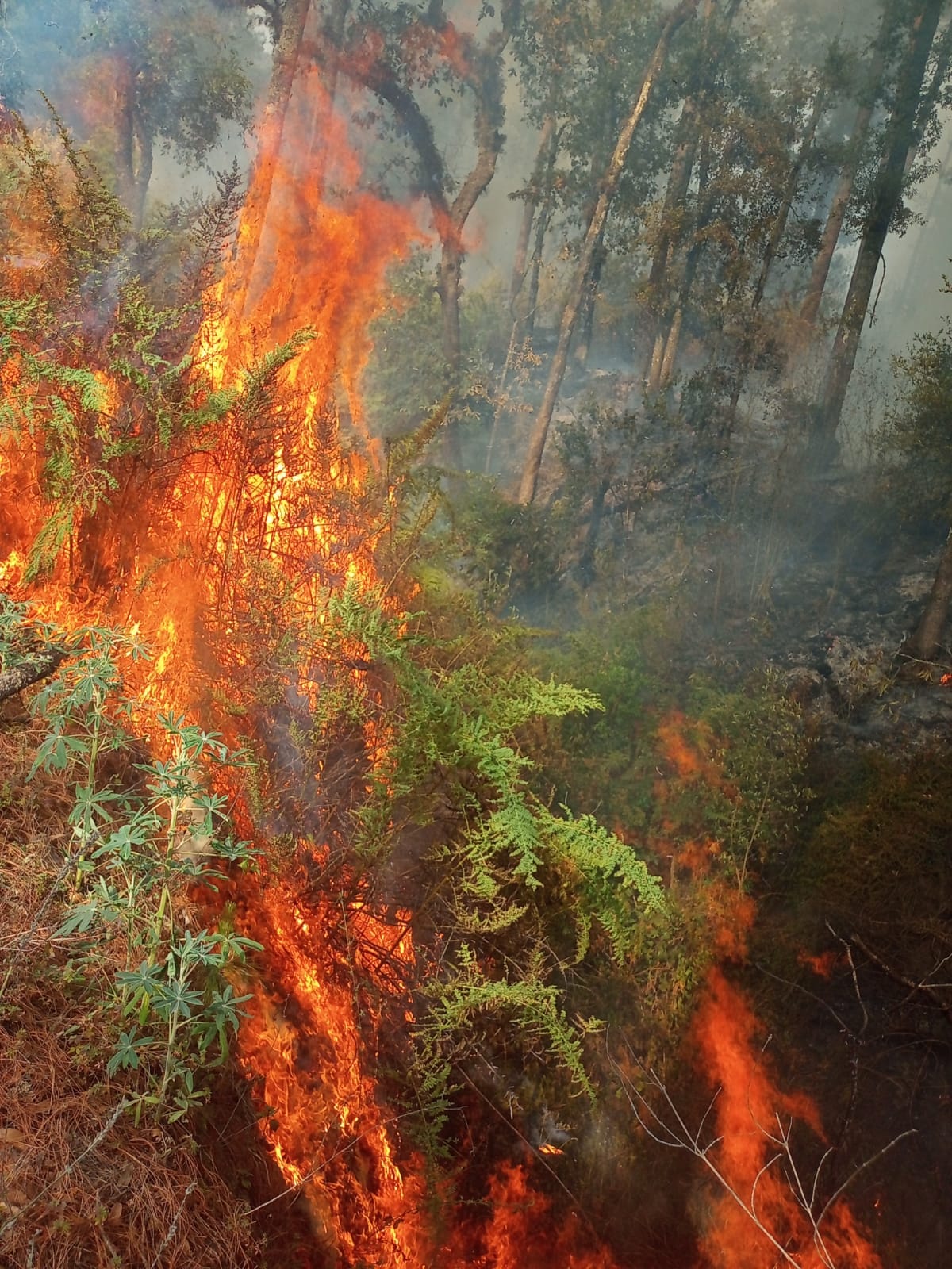 1715552967 538 El dia de ayer se registro un fuerte incendio en