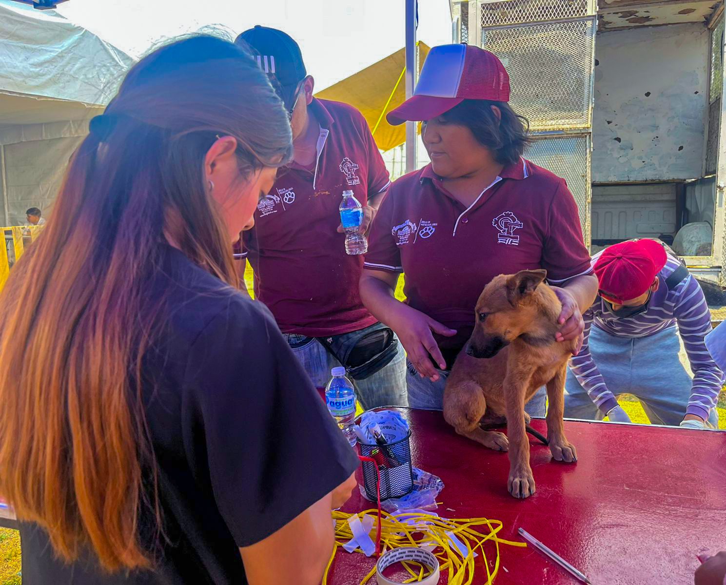 1715601270 796 Unidad de Proteccion Animal Valle de Chalco UPA aplica