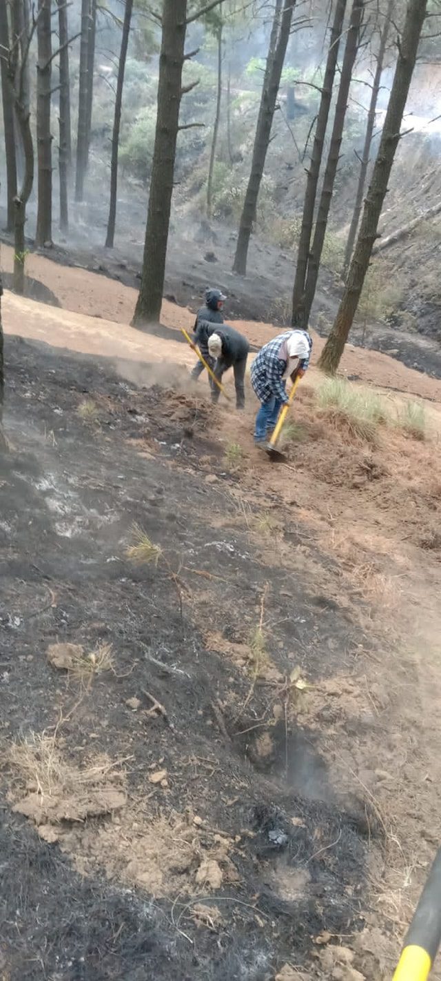 1715603126 287 ¡Proteger los bosques es tarea de todos