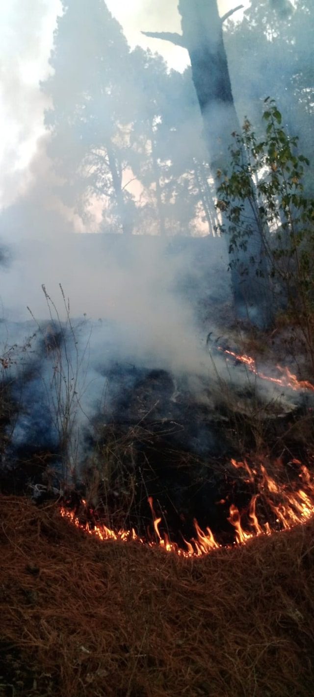 1715603126 304 ¡Proteger los bosques es tarea de todos