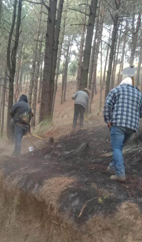 1715603126 822 ¡Proteger los bosques es tarea de todos