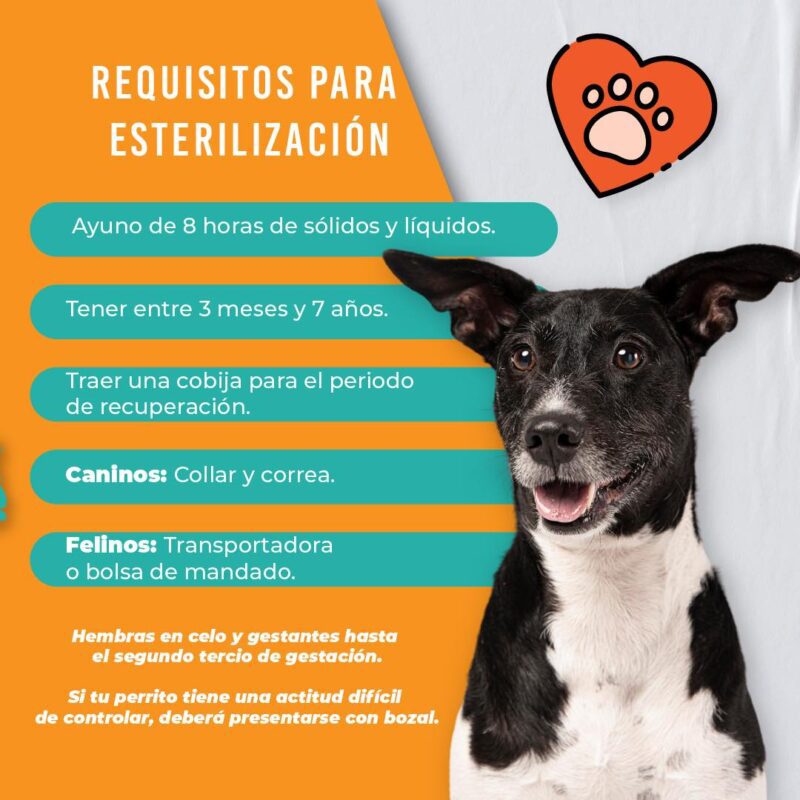 1715655988 532 ¡Controlemos juntos la sobrepoblacion canina y felina en Toluca Te