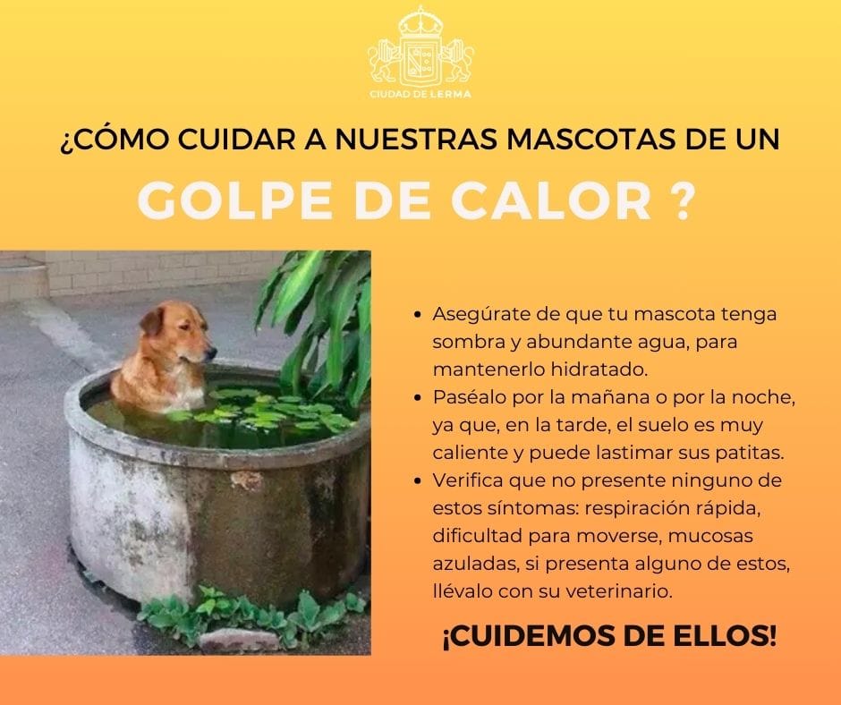 1715732286 A nuestras mascotas tambien les da calor aqui te dejamos