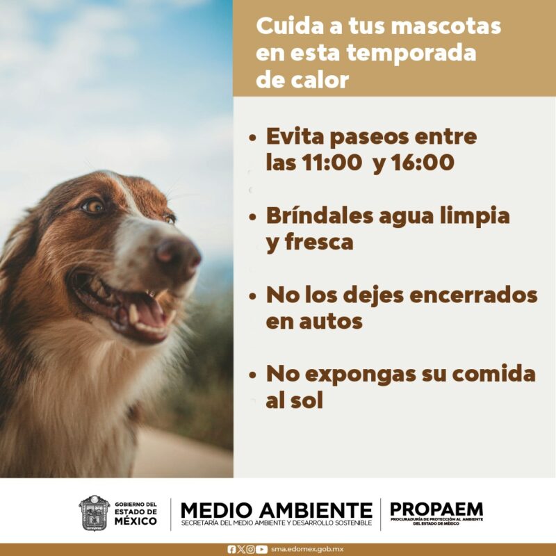 1715747792 Cuidemos de nuestros animales de compania sobre todo en esta