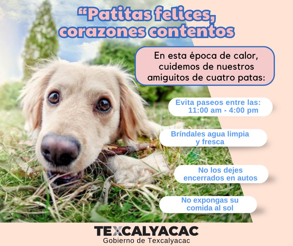 1716650656 Patitas felices corazones contentos