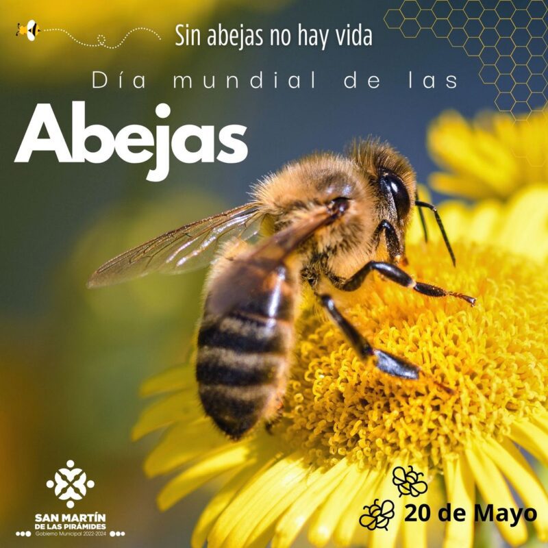 1716652843 20 de Mayo Dia Mundial de las Abejas