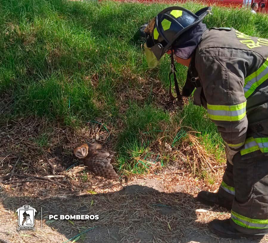 1716902866 473 RESCATEANIMAL Nuestro equipo de PC Bomberos Toluca rescato a