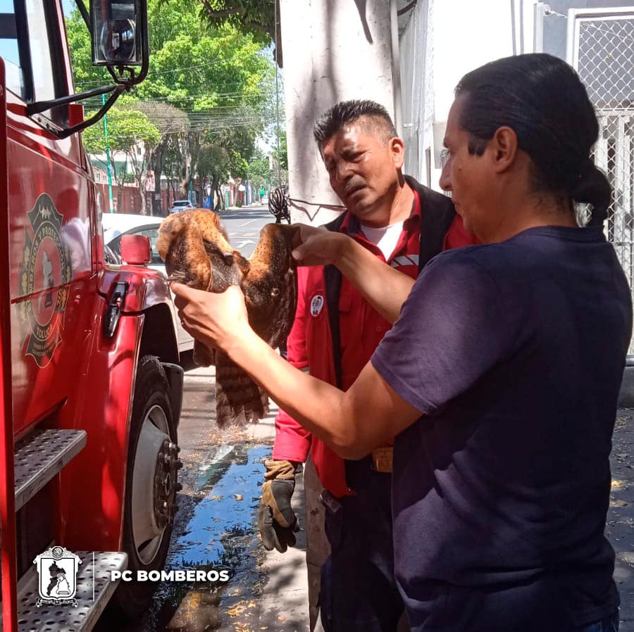 1716902866 891 RESCATEANIMAL Nuestro equipo de PC Bomberos Toluca rescato a