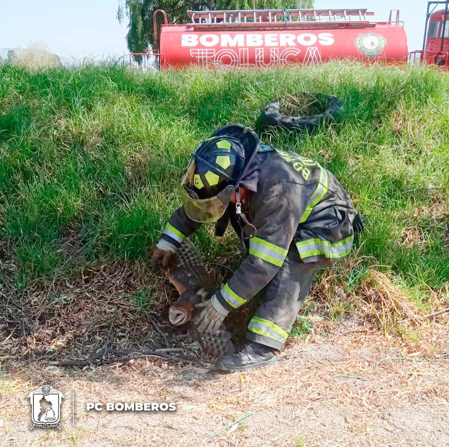 1716902871 RESCATEANIMAL Nuestro equipo de PC Bomberos Toluca rescato a