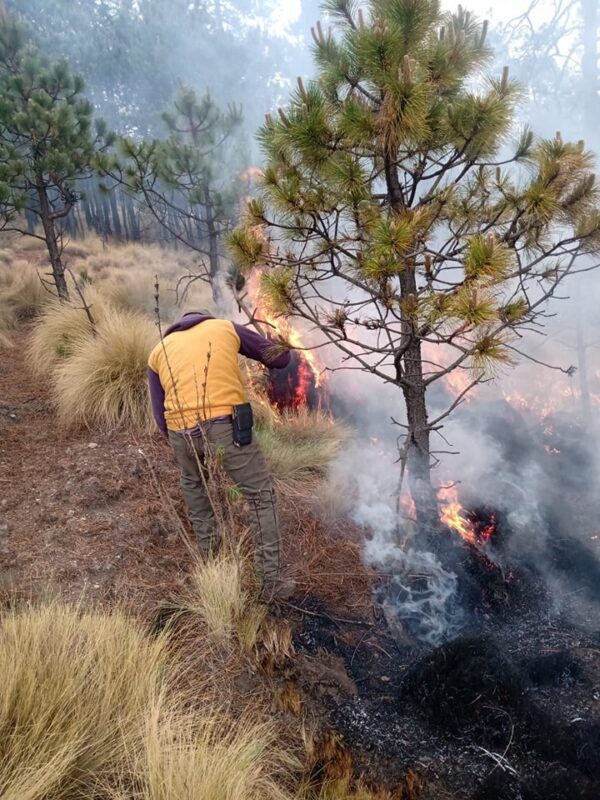 1717084868 273 La tarde de este miercoles la brigada forestal de la