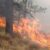 La tarde de este miércoles la brigada forestal de la Dirección de Medio Ambient