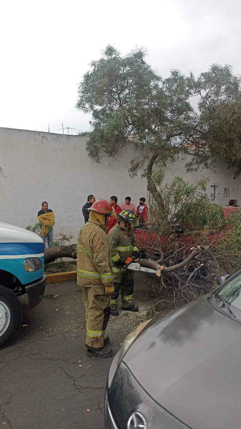 1717178266 243 Toma precauciones Bomberos de Metepec atienden reporte de arbol caido