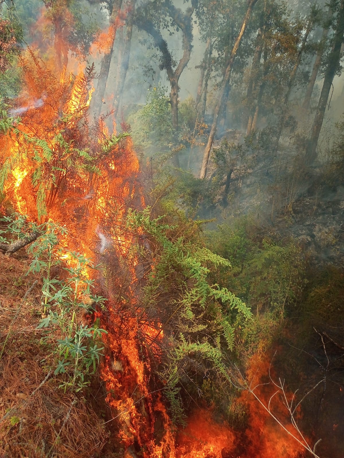 El dia de ayer se registro un fuerte incendio en