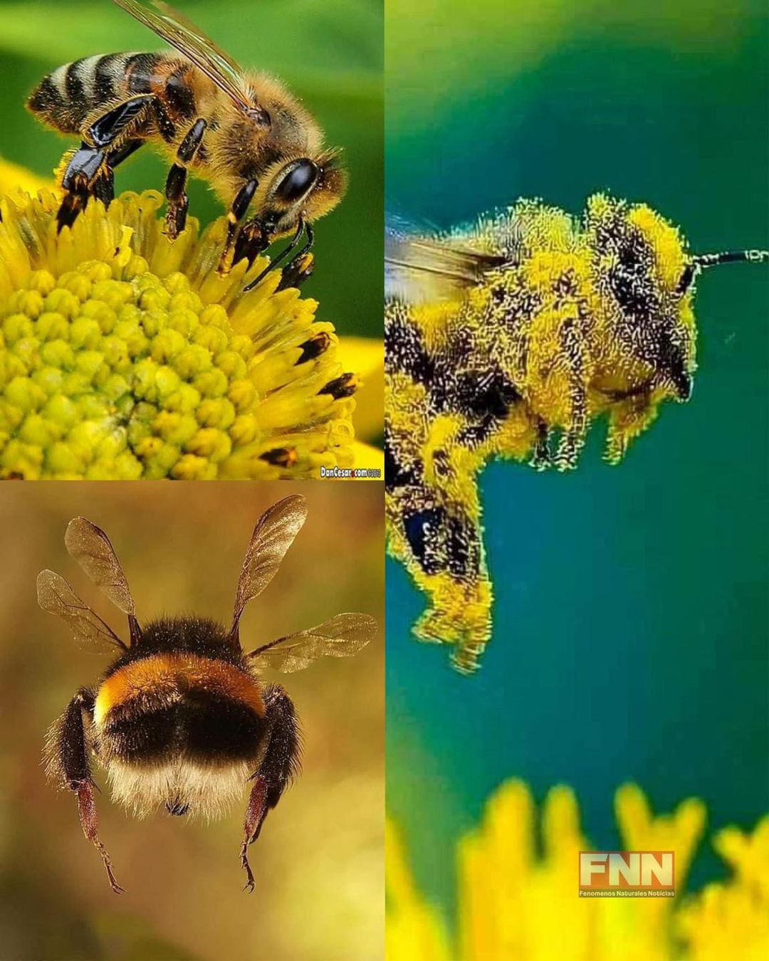 Hoy es el dia internacional de las abejas A ellas