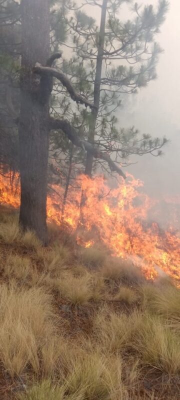 La tarde de este miercoles la brigada forestal de la