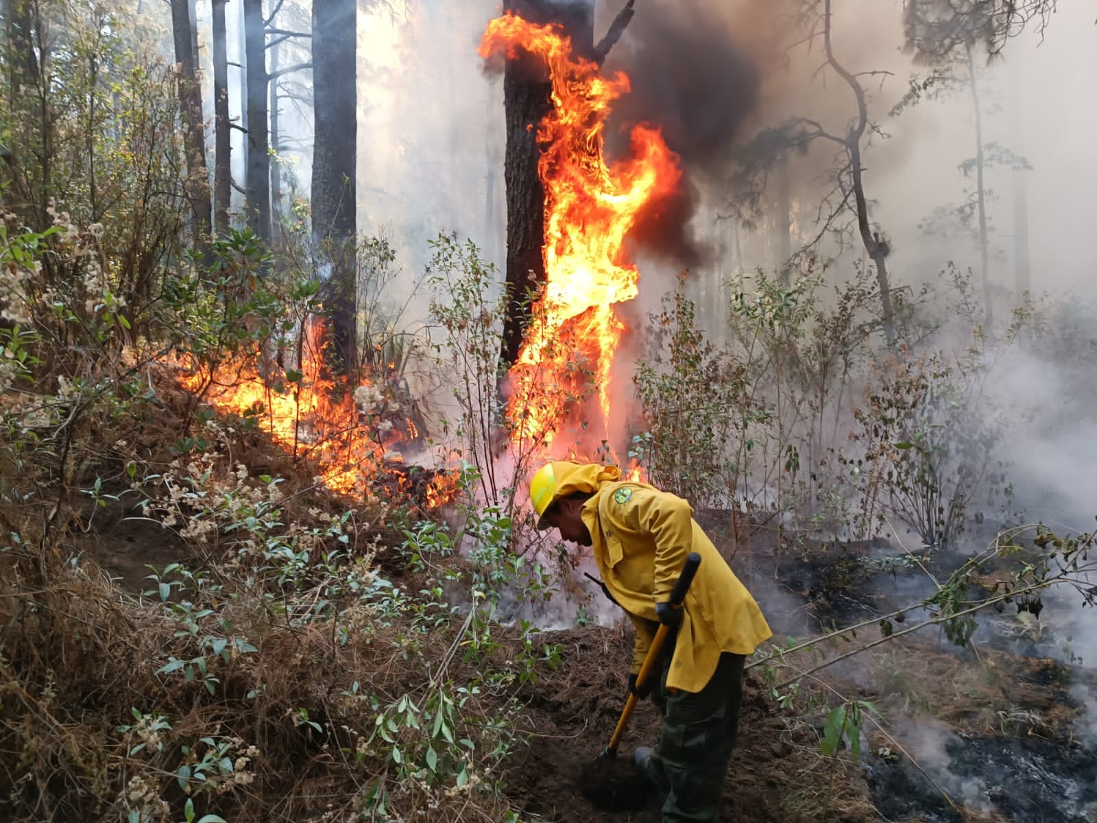 ¡Actualizacion sobre los incendios forestales en nuestra region