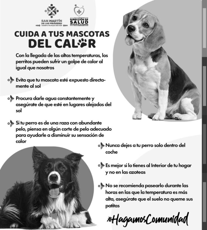 ¡El calor está aquí y nuestras mascotas también lo sienten! Recuerda mantener