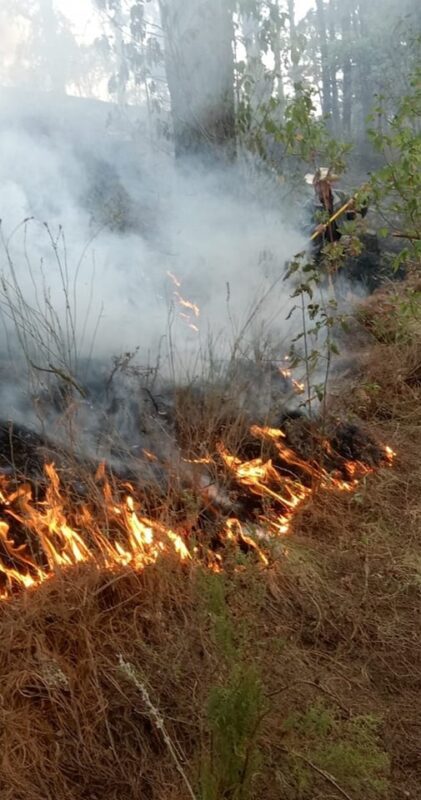 ¡Proteger los bosques es tarea de todos