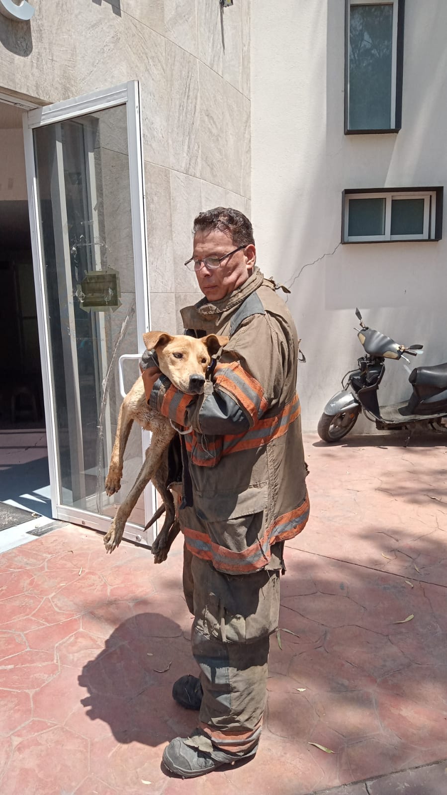 ¿Reconoces a este perrito Esta manana un lomito fue rescatado