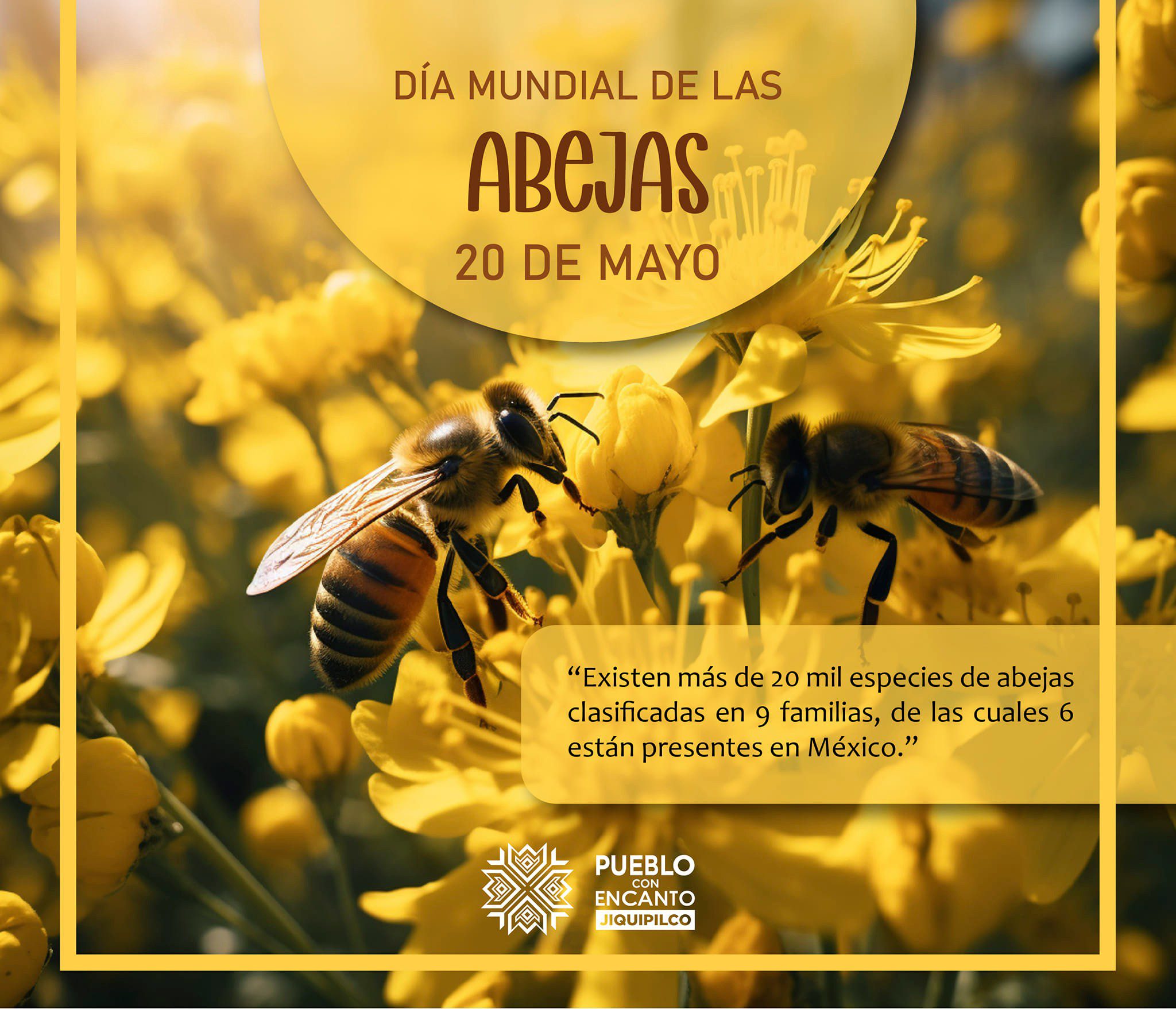 ¿Sabias que hoy es el dia mundial de las abejas