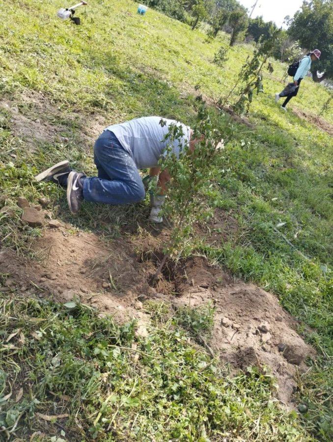 1663013071 773 ¡Logramos con exito la reforestacion simultanea