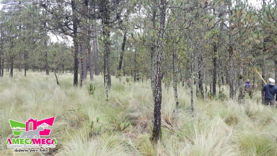 1663013547 587 La CoordinacionDeEcologia del gobierno de Amecameca en conjunto con CONAFOR