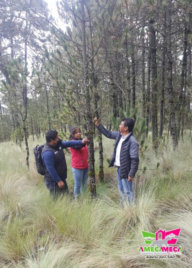 1663013547 621 La CoordinacionDeEcologia del gobierno de Amecameca en conjunto con CONAFOR