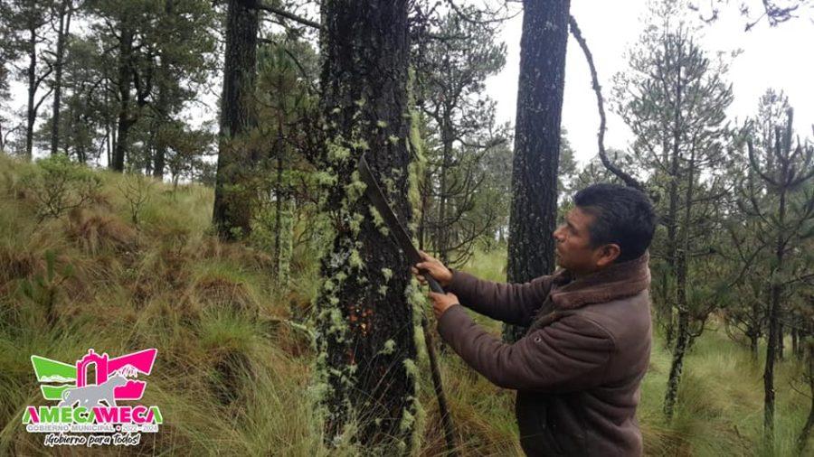 1663013557 La CoordinacionDeEcologia del gobierno de Amecameca en conjunto con CONAFOR