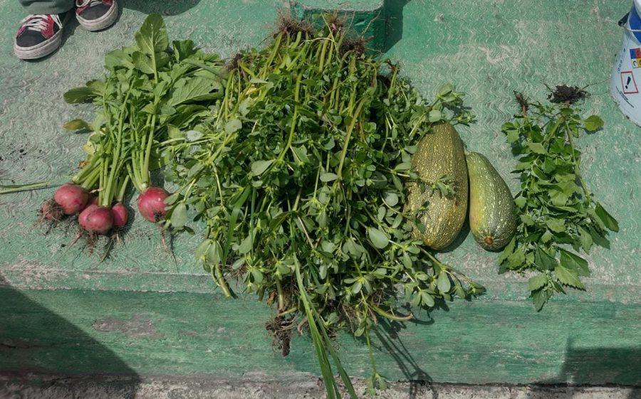 1663015109 413 Cosecha En dias pasados cosechamos calabazas y rabanos en