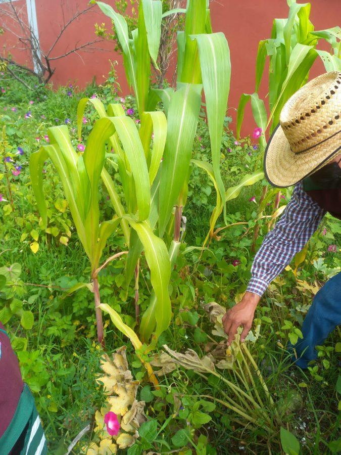 1663015109 478 Cosecha En dias pasados cosechamos calabazas y rabanos en