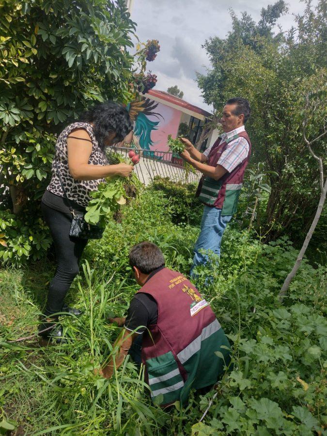 1663015109 875 Cosecha En dias pasados cosechamos calabazas y rabanos en