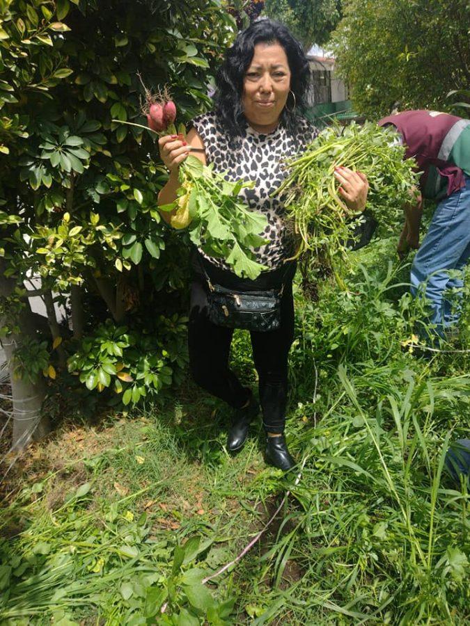 1663015120 Cosecha En dias pasados cosechamos calabazas y rabanos en