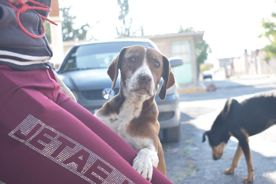 1663019009 773 Concluimos con exito otra jornada de esterilizacion en esta ocasion