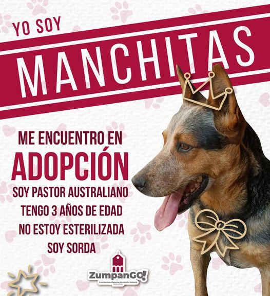 1667333243 El amor se adopta no se compra Vecinas y vecinos