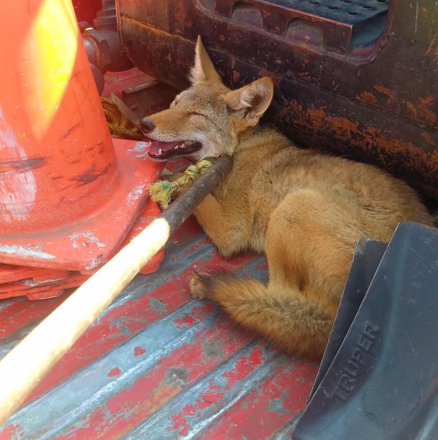 1667478827 413 RescateAnimal Nuestro equipo de PC Bomberos Toluca acciono de