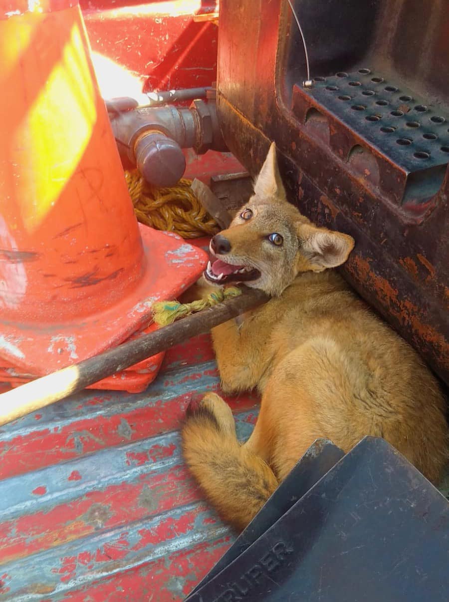 1667478831 RescateAnimal Nuestro equipo de PC Bomberos Toluca acciono de