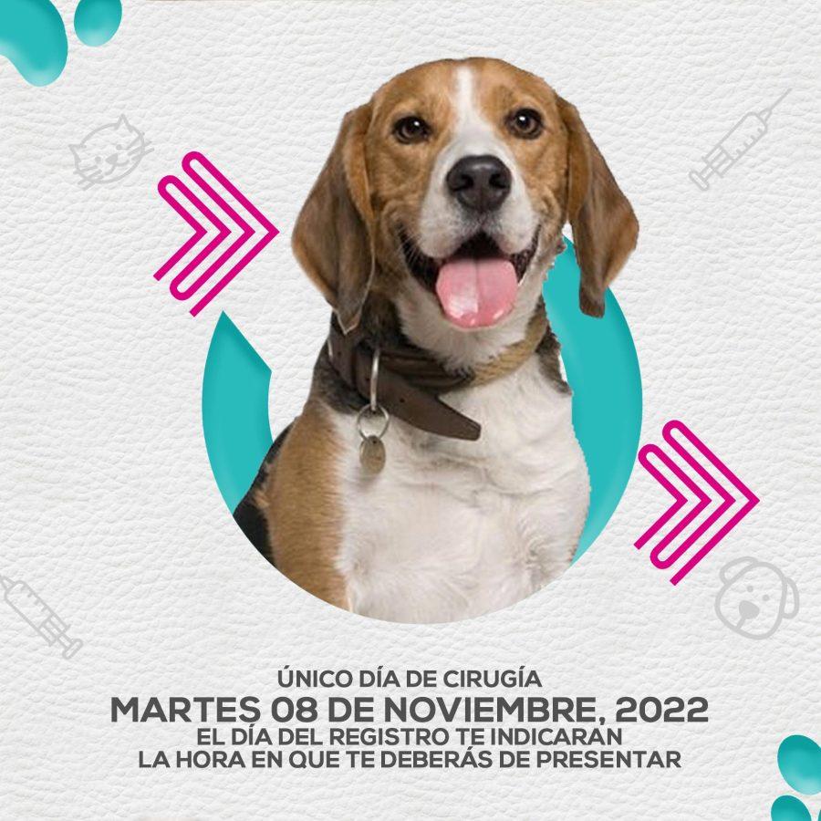 1667518628 245 Jornada de esterilizacion canina y felina