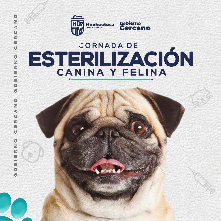 1667518639 Jornada de esterilizacion canina y felina