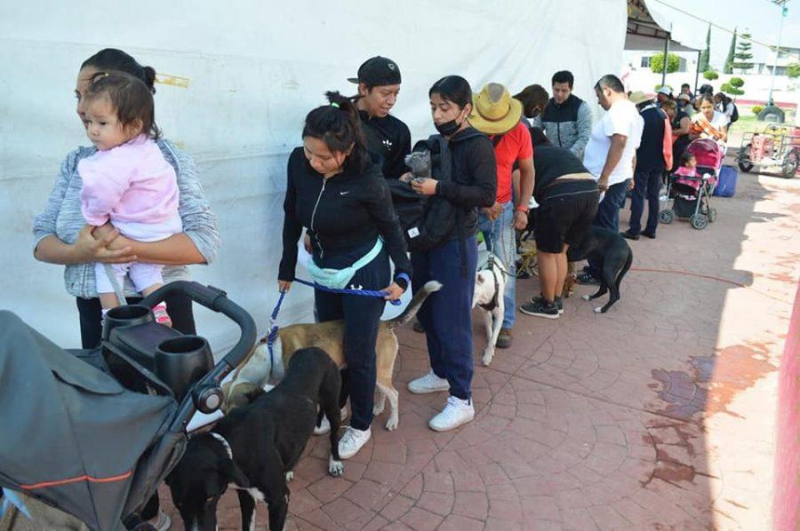 1667598753 EN CHIMALHUACAN ESTERILIZAN PERROS Y GATOS