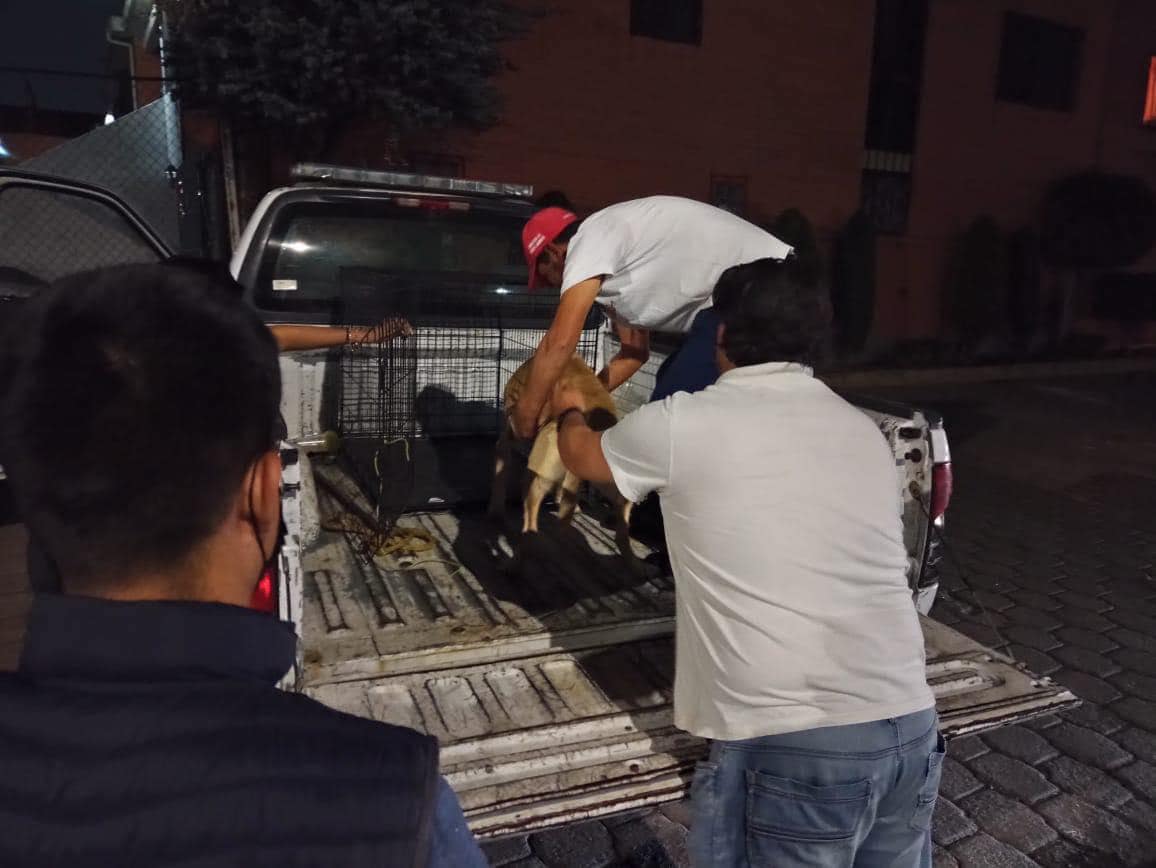 1667761920 820 En atencion a una denuncia ciudadana por presunto MaltratoAnimal personal