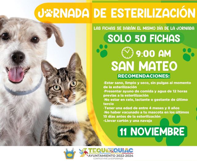 1667762784 Si tienes mascotas o conoces a algun perro o gatito